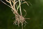 Blunt broom sedge